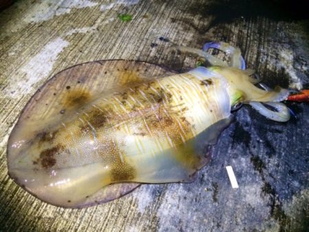 そこそこサイズが出ました♪♪