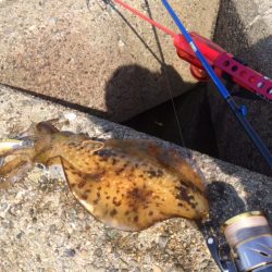 またまた泉南エギング！