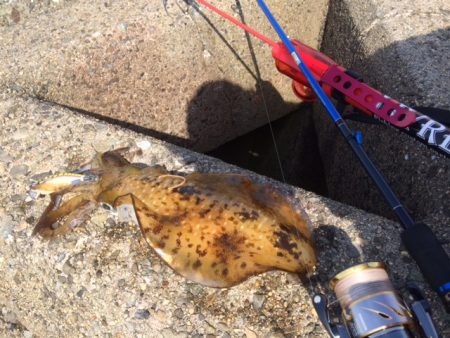 またまた泉南エギング！