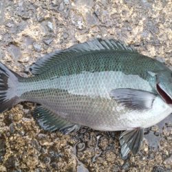 久々のカゴ釣り