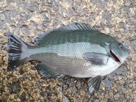 久々のカゴ釣り