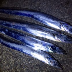 爆風タチウオ釣行！