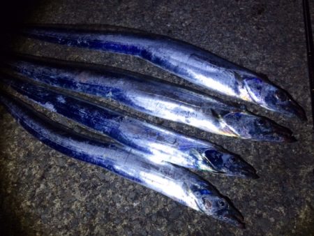 爆風タチウオ釣行！