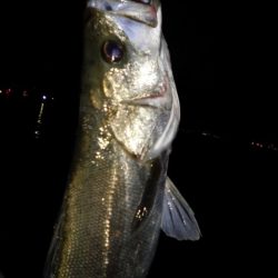 ナイスコンディションシーバス