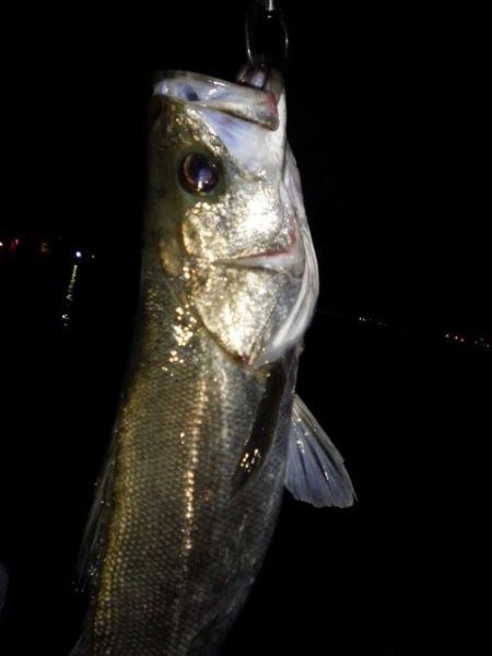 ナイスコンディションシーバス