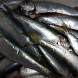 ジャンボイワシ釣れました。