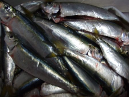 ジャンボイワシ釣れました。