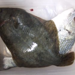 今年初めてのカレイ！