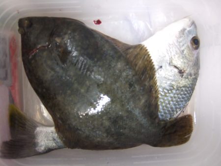 今年初めてのカレイ！