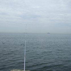 キス調査行ってきました。