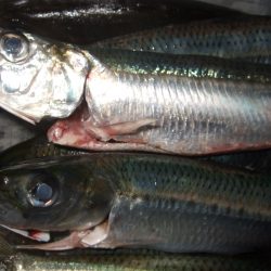 良型メバル釣れました！