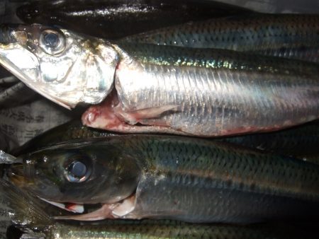 良型メバル釣れました！