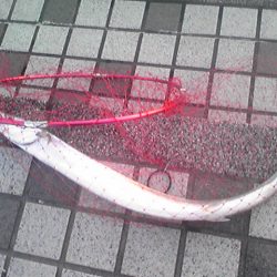 シーバス→×　ダツ→○