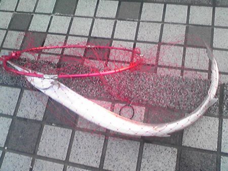 シーバス→×　ダツ→○