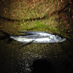 まさかのトビウオ