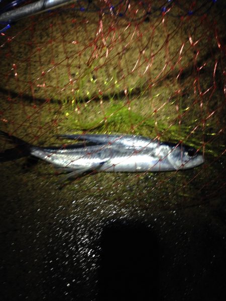 まさかのトビウオ