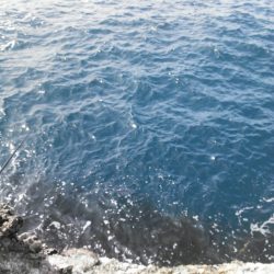 青物回遊りリベンジ！