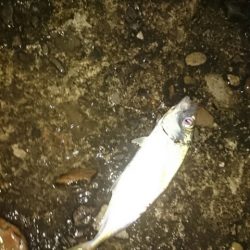 なんとかアジ❗