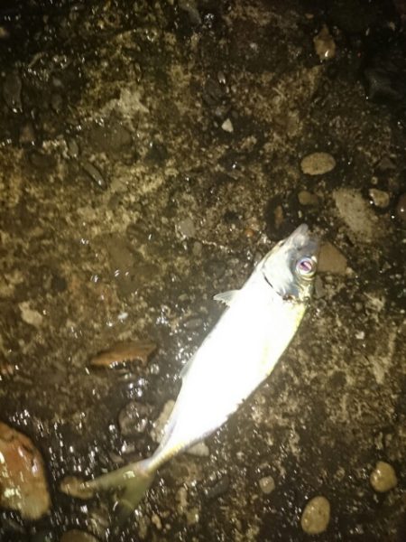 なんとかアジ❗