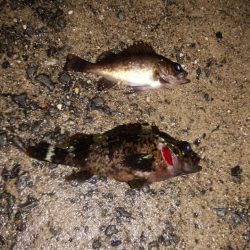 久々の2桁メバル