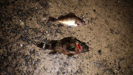 久々の2桁メバル