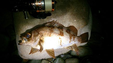 加太周辺のシャローメバリング