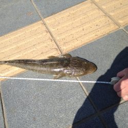 和歌山マリーナにて、ヒラメにマゴチGET！！