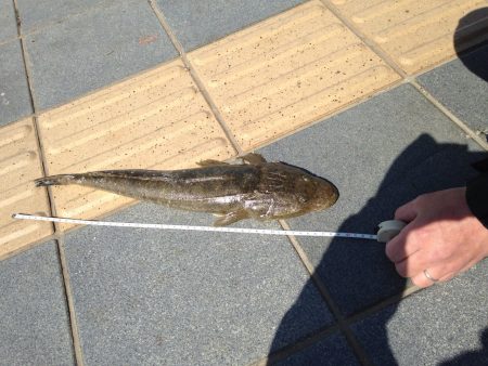 和歌山マリーナにて、ヒラメにマゴチGET！！