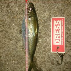 厳しい中でのアジング