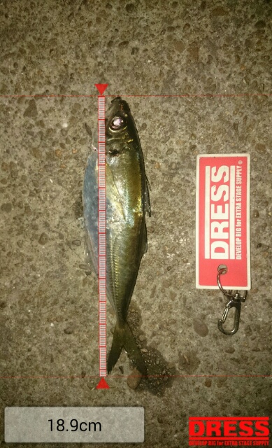 厳しい中でのアジング