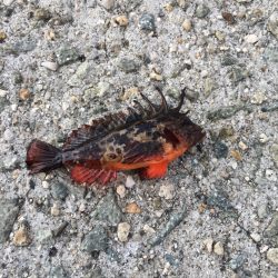 サビキ釣り最高(^_^)v