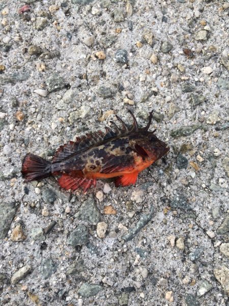 サビキ釣り最高(^_^)v