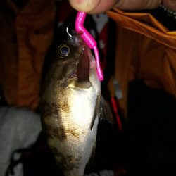 子メバルばかり