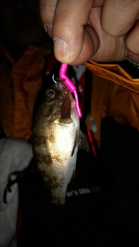 子メバルばかり