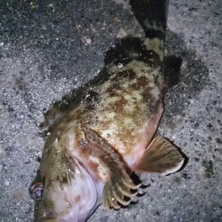 癒しのガシラが・・・