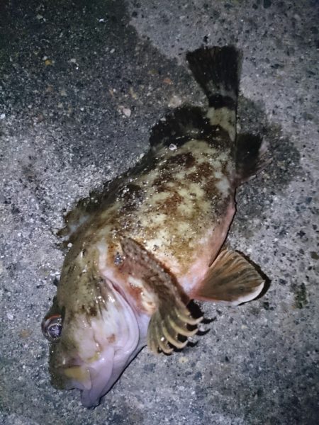 癒しのガシラが・・・