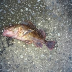 アジとは遭遇せず