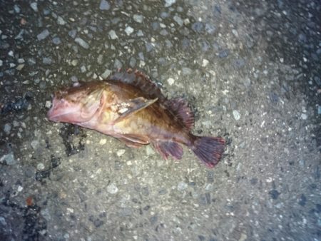 アジとは遭遇せず