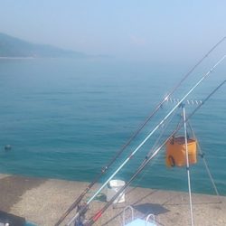 今年の初アコウGet! ♪