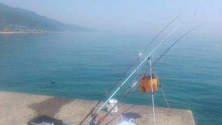 今年の初アコウGet! ♪