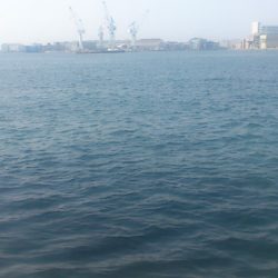 秋口サイズのアジGet!