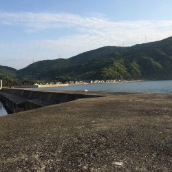 コウイカですか＞＜