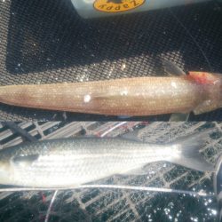 下津ピアーランドで飲ませ釣り