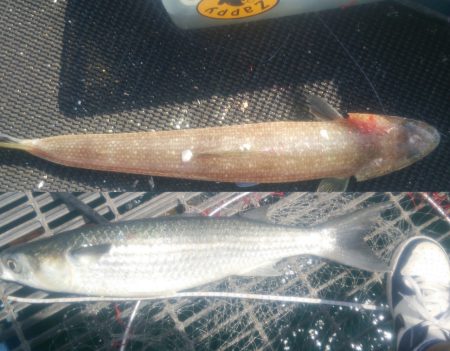 下津ピアーランドで飲ませ釣り