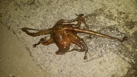 まさかのタコ(笑)