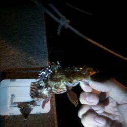 洲本でメバリング!!