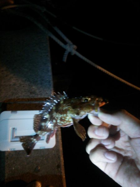 洲本でメバリング!!