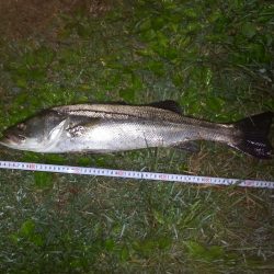 65 55 55シーバス３連チャン