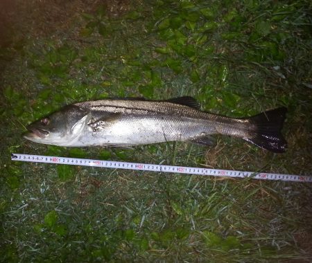 65 55 55シーバス３連チャン