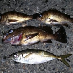 自作ロッドの試し釣り